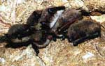        . Water bats and Brandt's bat form mixed groups during a hibernation.