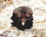 ����� (Plecotus auritus) � ������������ ������ �������� ����� (�� 8 ������). Brown long-earned bats (Plecotus auritus) are qiute rare in Barsukovskaya Cave (to 8 individuals).