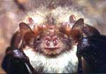 . Brown long-eared bat.