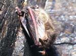 . Brown long-eared bat.