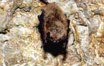 �������� ������� (Myotis dasycneme) ������������ �������� ��������, �� ����������� � ��������� �����. Pond bat (Myotis dasycneme) prefer to hibernate in groups, but a single ones can also be met.