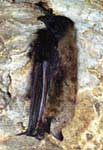 �������� ������� (Myotis dasycneme) ���������� �� ����� ������ ������ ������� ������. This Pond bat (Myotis dasycneme) hooks up on the wall of the cave by hinglegs only.