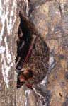  . Long-nosed goblin bat.