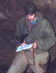   (Myotis daubentoni)    . Water bat (Myotis daubentoni) is hovering in front of Andrey Tomilenko.