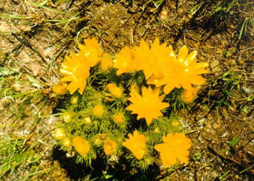   (Adonis vernalis)