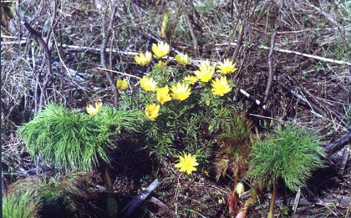   (Adonis villosa)
