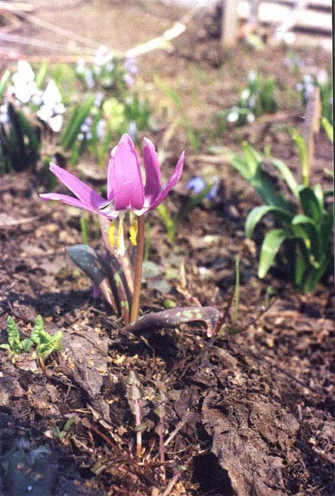  -   (Erythronium sibiricum)