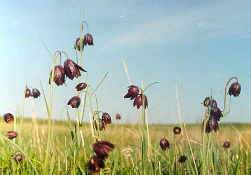   (Fritillaria meleagroides)