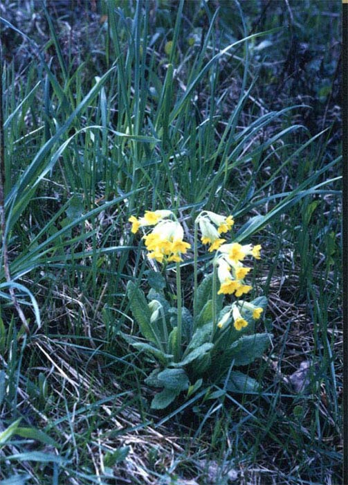   (Primula macrocalyx)