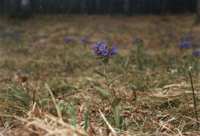  (Pulmonaria dacica)