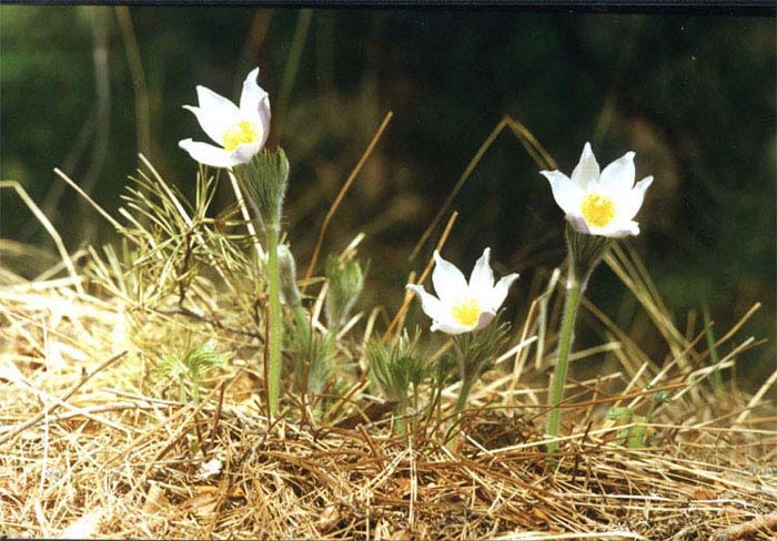 - (Pulsatilla patens)