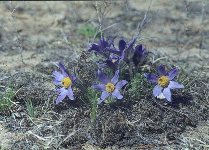 - (Pulsatilla patens)
