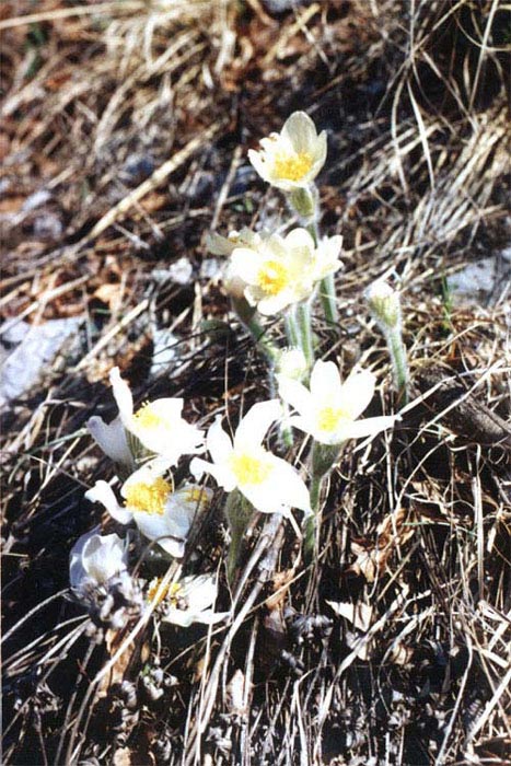 - (Pulsatilla patens)