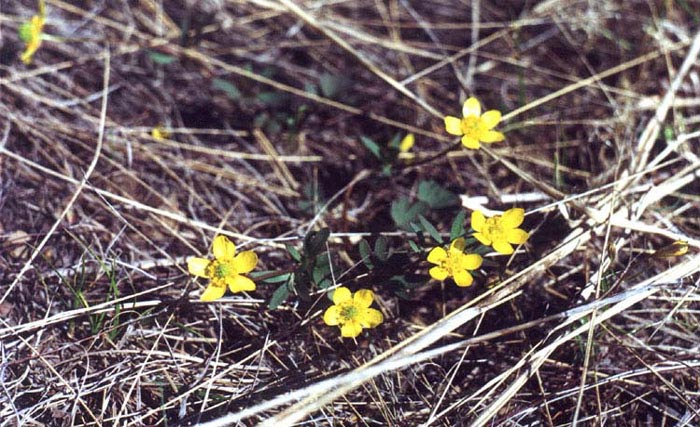   (Ranunculus polyrhizos)