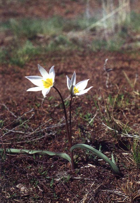   (Tulipa patens)