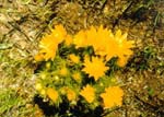   (Adonis vernalis)