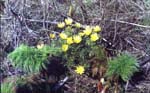   (Adonis villosa)