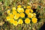   (Adonis wolgensis)