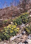   (Alyssum obovatum)