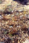   (Androsace septentrionalis)