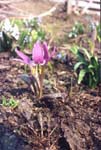  -   (Erythronium sibiricum)