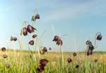   (Fritillaria meleagroides)