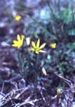   (Gagea sp.)