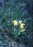   (Primula macrocalyx)
