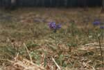  (Pulmonaria dacica)