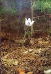 - (Pulsatilla patens)