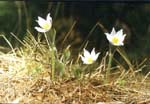 - (Pulsatilla patens)