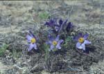 - (Pulsatilla patens)