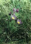 - (Pulsatilla patens)