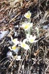 - (Pulsatilla patens)