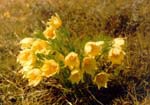 - (Pulsatilla patens)