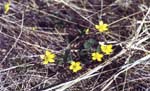   (Ranunculus polyrhizos)