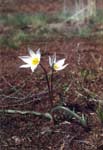   (Tulipa patens)