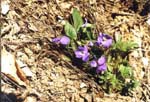   (Viola hirta)