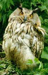  (Bubo bubo)