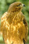   (Buteo buteo)