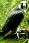  (Falco peregrinus)