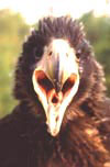   (Haliaeetus pelagicus)