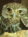   (Athene noctua)