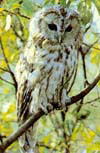   (Strix aluco)