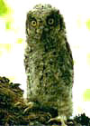  (Otus scops)