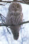   (Strix uralensis)